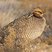 Lesser Prairie-Chicken